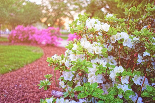 A sharp-focused pink azalea blossom with petals transitioning from white at the base to pink at the edges (some with subtle darker veins) dominates the frame. Fine yellow stamens and unopened pink buds on dark green stems add depth. The background uses shallow depth of field to create a bokeh effect of blurred green foliage, highlighting the flower’s intricate details. Captures the fresh, delicate beauty of azaleas in a garden setting. No people, animals, or artificial elements are present. Suitable for themes of floral photography, spring symbolism, and botanical detail.