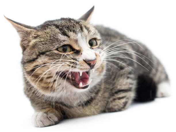 istock Frightened kitten lying in front. Isolated on white background. looking away 918684986
