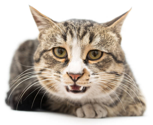 istock Frightened kitten lying in front. Isolated on white background. looking away 918685056