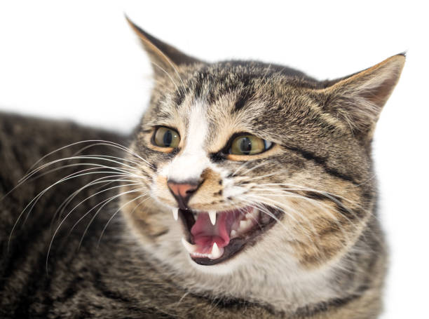 istock Frightened kitten lying in front. Isolated on white background. looking away 918685466