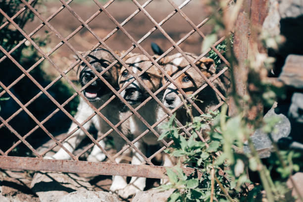 istock Three puppies behind metal fence. 918691718