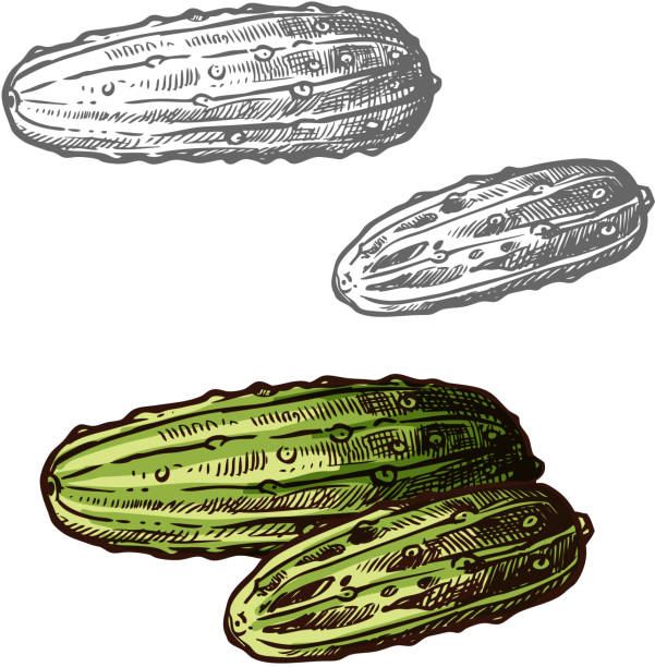 ilustrações de stock, clip art, desenhos animados e ícones de cucumbers vector sketch vegetable icons - cucumber pickled