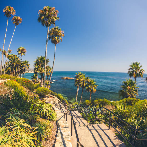 istock Tropical flora in Laguna Beach 918692092