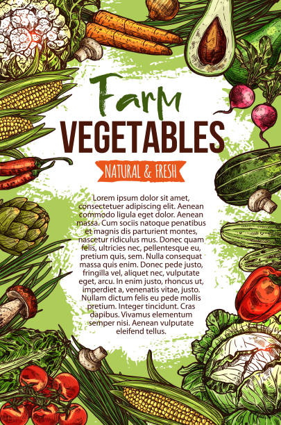 wektorowy plakat szkicu naturalnych warzyw gospodarskich - vegetable leek kohlrabi radish stock illustrations