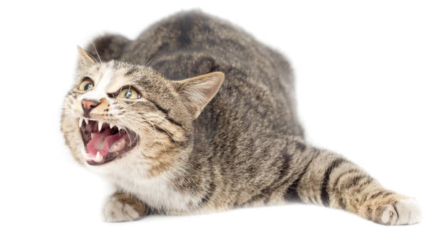 istock Frightened kitten lying in front. Isolated on white background. looking away 918692180
