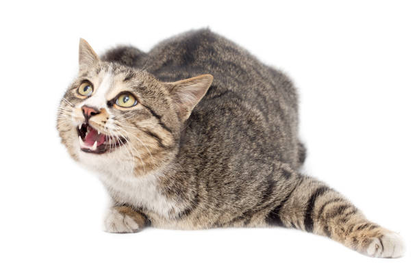 istock Frightened kitten lying in front. Isolated on white background. looking away 918692190