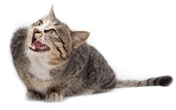 istock Frightened kitten lying in front. Isolated on white background. looking away 918692224