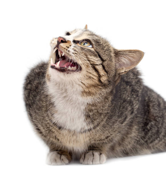 istock Frightened kitten lying in front. Isolated on white background. looking away 918692238