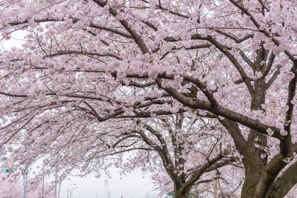 istock Full bloom of Cherry Blossom Sakura in Japan 918696014