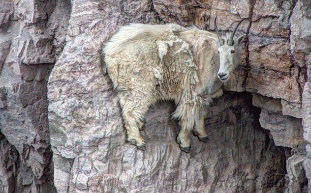 rocky mountain goat - british columbia glacier national park british columbia wildlife canada stock-fotos und bilder