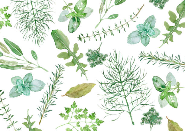 ilustraciones, imágenes clip art, dibujos animados e iconos de stock de hierbas  - herbal medicine herb sage spice