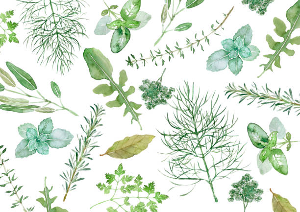 illustrazioni stock, clip art, cartoni animati e icone di tendenza di erbe aromatiche - green food chervil herb