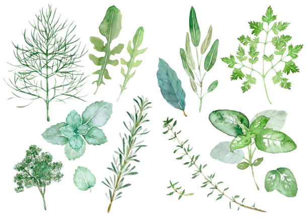 ilustrações, clipart, desenhos animados e ícones de ervas  - parsley herb leaf herbal medicine