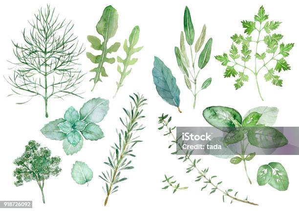 Herbs Stock Illustration - Download Image Now - Herbal Medicine, Herb, Watercolor Painting