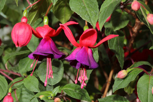istock Wonderful Fuchsia Flower (Fuchsia hybrida) close up 918729082