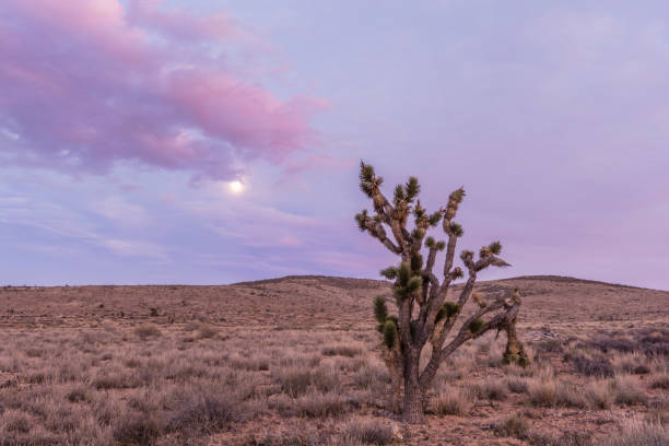 istock Red Rock Canyon National Conservation Area, Nevada, USA. 918729522
