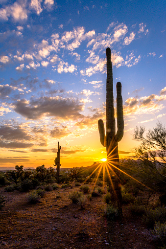 Arizona sunset and Saguaros