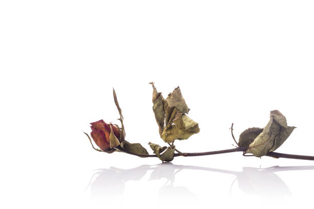 istock Brown dry rose flower with leaf. Studio shot isolated on white 918732320