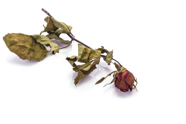 istock Brown dry rose flower with leaf. Studio shot isolated on white 918732664