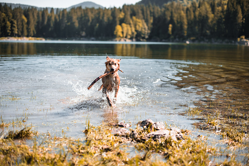 Young vizsla dog enjoying the cold water at Grunewald lake in spring time