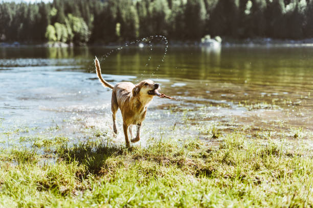 Dog running on the lakeDog running on the lake