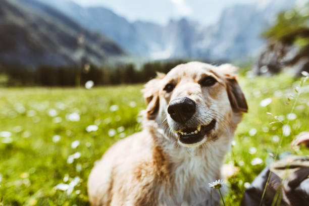 istock dog portrait at mountain 918733052