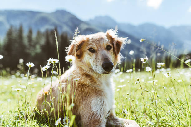 istock dog portrait at mountain 918733144