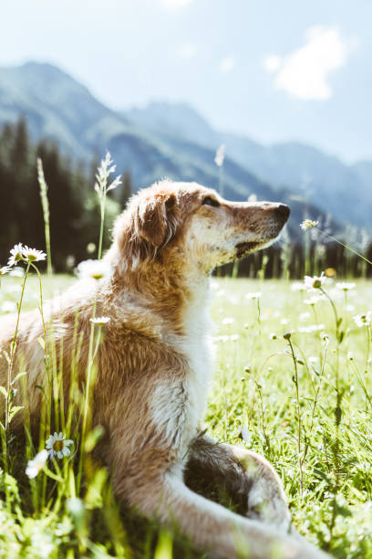 istock dog portrait at mountain 918733160