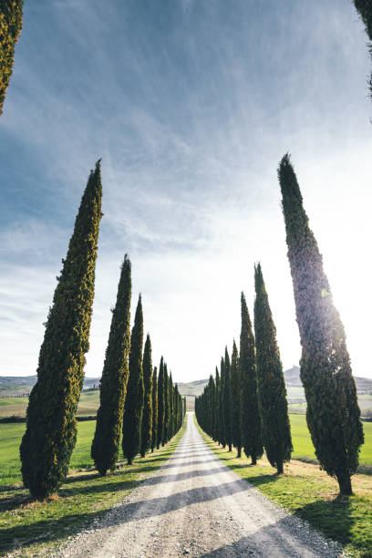 istock cypress road in italy 918733298