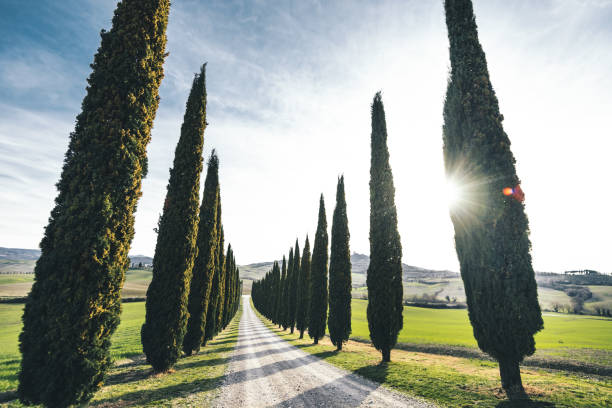 istock cypress road in italy 918733326