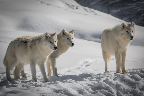 istock Tres Amigos - Arctic Wolf - Canis Lupus Arctos 918736944