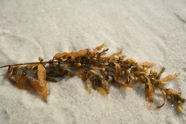 istock Brown seaweed on the beach, Samet island, Thailand 918746108
