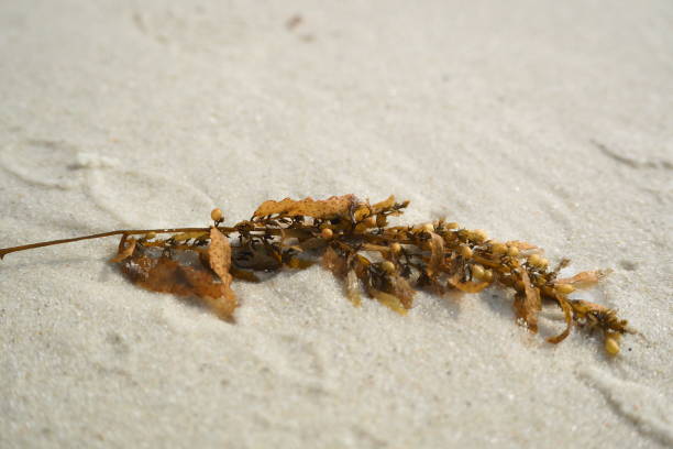 istock Brown seaweed on the beach, Samet island, Thailand 918746266