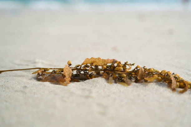 Brown seaweed on the beach, Samet island, Thailand