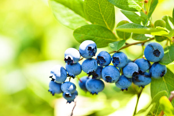 istock Fresh Blueberry on Blueberry Bush in Orchard Farm 918746302