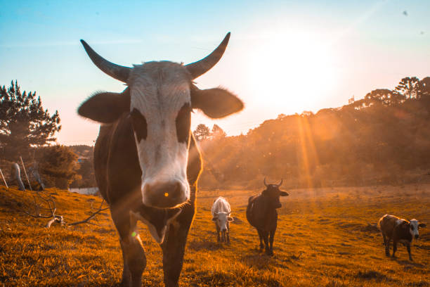 istock Ox in the pasture with sunset 918752224