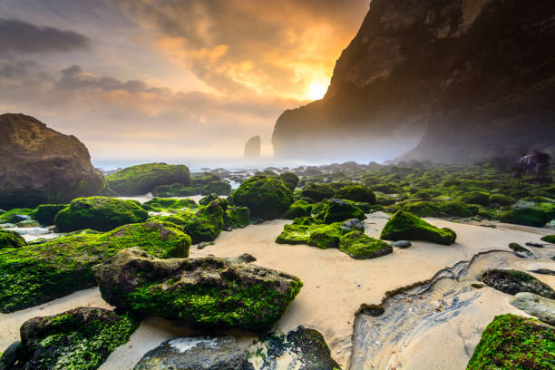 istock sunset on the foggy beach 918752460