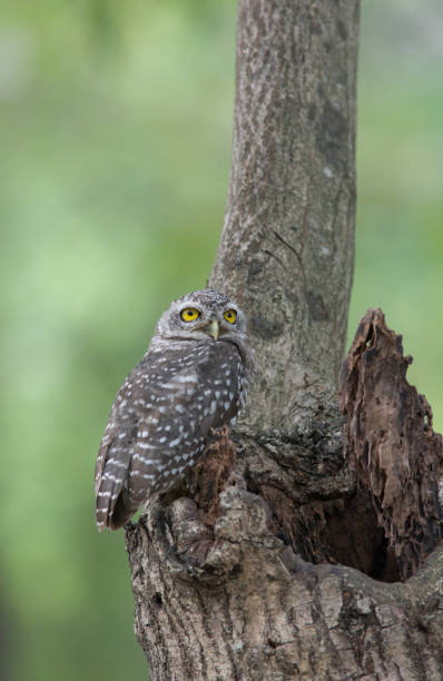 istock Lovely bird, Spotted owlet 918752594