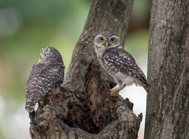 istock Lovely bird, Spotted owlet 918755178