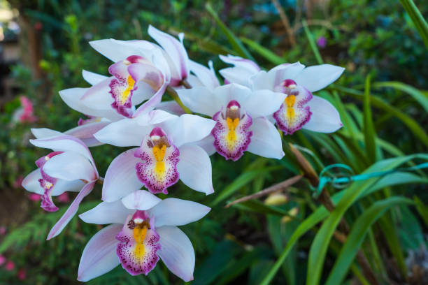 istock Beautiful white orchid 918755354