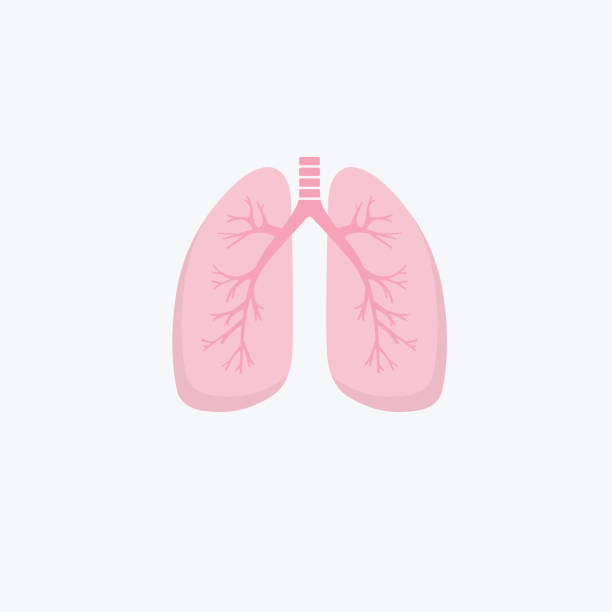 Flat design human lungs icon. Human internal organ. Anatomy concept. Respiratory system. Healthcare vector art illustration