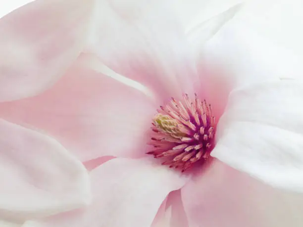pink magnolia against a white background