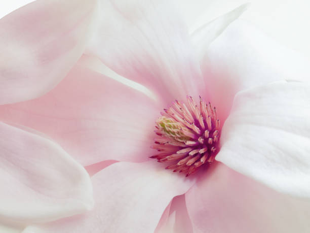 rosa magnolie - magnolia bildbanksfoton och bilder