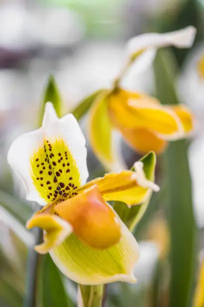 Photo of Beautiful lady's slipper orchid or Paphiopedilum Callosum, colorful flowers.