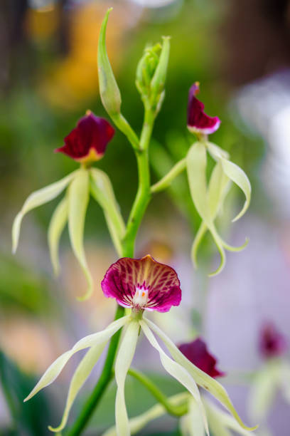 Closeup of beautiful E.cochleata orchid, The clamshell orchid is blooming in garden. Closeup of beautiful E.cochleata orchid, The clamshell orchid or cockleshell orchid is blooming in garden, selective focus. encyclia orchid stock pictures, royalty-free photos & images