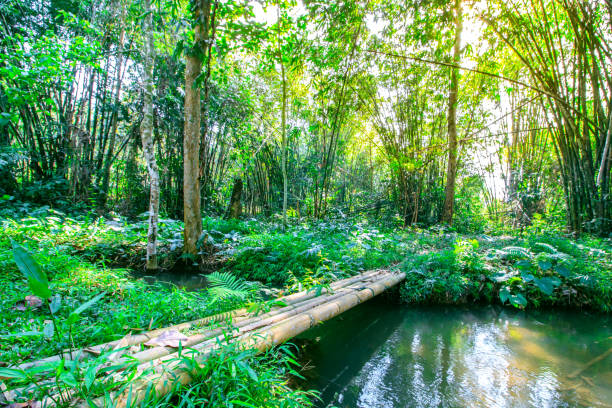 istock The bridge made of bamboo trunks over the brook. 918767346