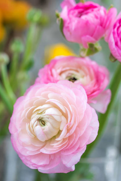 istock Pink ranunculus flowers, beautiful pink flowers in springtime. 918769848