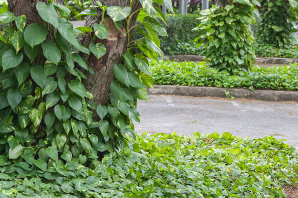 istock green Golden pathos near the tree in thailand 918770362