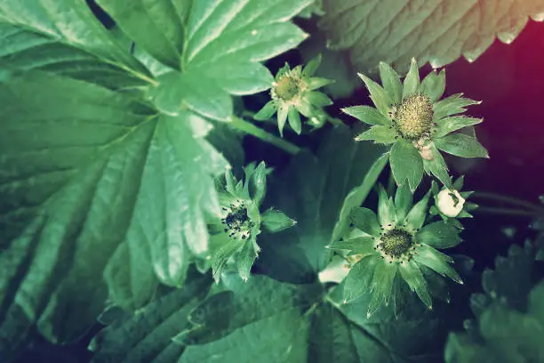 Strawberry flowers tree with young green fruit in garden - vintage photography style