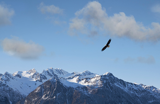Bald eagle soaring over the Chilkat mountains near Haines, Alaska on a sunny day.
